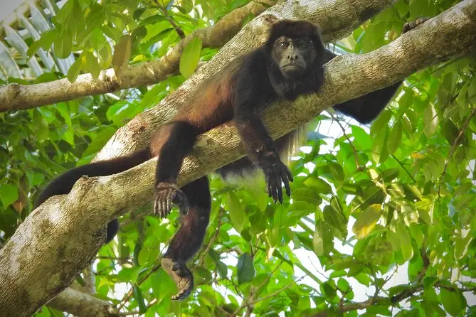 A monkey resting on a tree branch in the tropical canopy of Bocas del Toro