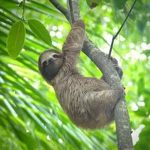 A sloth climbing a tree among green tropical leaves in Bocas del Toro