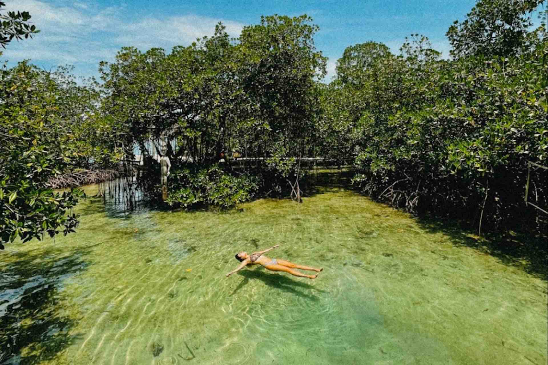 Clear tropical water and mangroves near Bocas del Toro, Panama